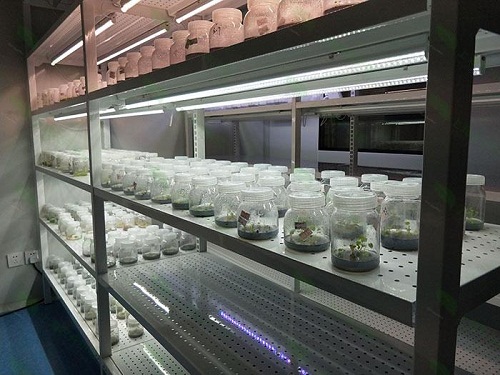 明山植物组织培养实验室设计建设方案
